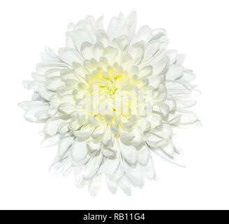 Single white chrysanthemum flower with yellow middle close up, isolated on a white background. Beautiful elegant flowerhead with delicate petals Stock Photo