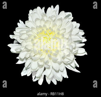 Single white chrysanthemum flower with yellow middle close up, isolated on a black background. Beautiful elegant flowerhead with delicate petals Stock Photo