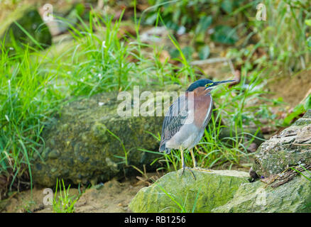 Heron (Butorides virescens) Green backed heron facing right, poised for fishing in fresh water creek in the small fishing village of Castara, Tobago Stock Photo