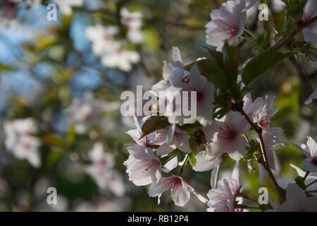 Bright pink and cream blossom, sunlit and against a sea of other similar flowers on the branches of cherry trees in the spring Stock Photo