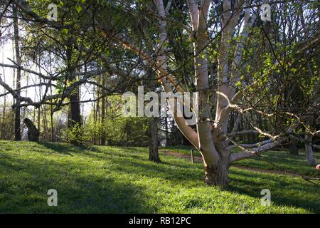 A large silver birch tree in an English woodland, casting long shadows as the sun starts to set on an April evening Stock Photo