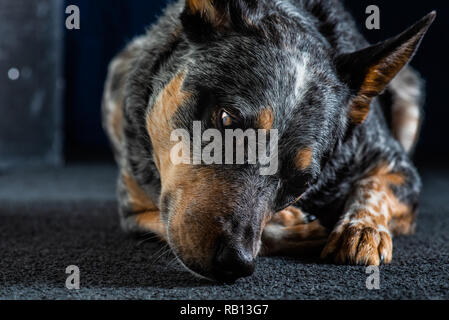 Beautiful studio portraits of a tricolour  Australian Cattle Dog also known as a Blue Heeler. Stock Photo