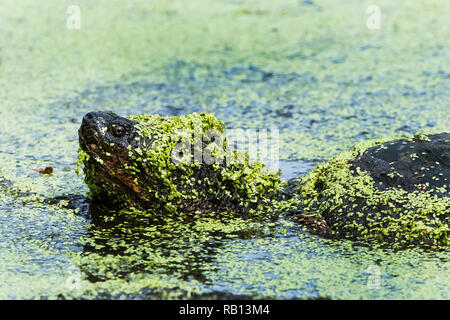 Snapping turtle covered with duck weed close-up swimming in pond Stock Photo