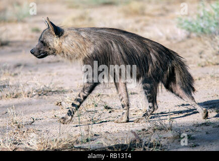 Brown Hyena (Hyaena brunnea) - Okonjima Nature Reserve, Namibia, Africa Stock Photo