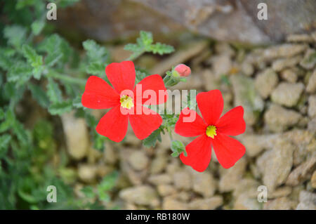 Jamesbrittenia bergae 'Crimson phlox' grown in the Alpine House at RHS Garden Harlow Carr, Harrogate, Yorkshire. England, UK. Stock Photo