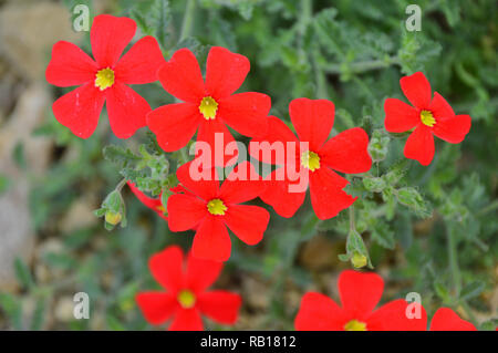 Jamesbrittenia bergae 'Crimson phlox' grown in the Alpine House at RHS Garden Harlow Carr, Harrogate, Yorkshire. England, UK. Stock Photo