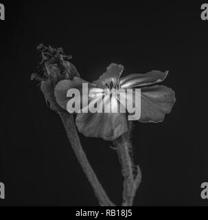 Fine art still life low key monochrome black and white  macro of a blooming crown campion, bud,stem,black background,vintage painting style Stock Photo