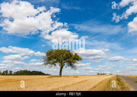 Lonely tree in a corn field under a blue sky with clouds on a sunny day in summer. Mayen-Koblenz district, Germany Stock Photo