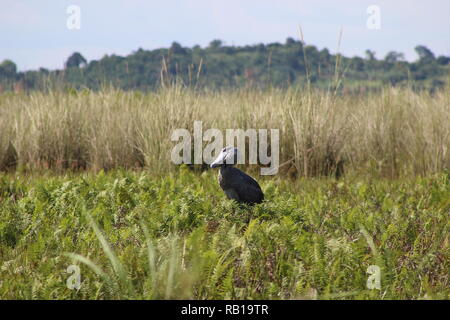 Shoebill (Balaeniceps rex) in Mabamba Swamp, Uganda Stock Photo