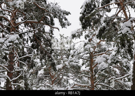 Crowns of trees in the winter forest against the sky Stock Photo