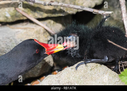 Common Moorhen (Gallinula chloropus) chick being passed food by an adult Moorhen in Spring in West Sussex, England, UK. Bird feeding chick beak. Stock Photo