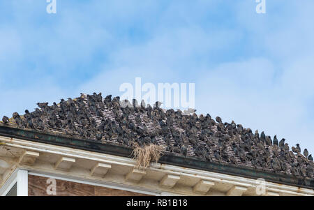 Murmuration of Common Starlings (Sturnus vulgaris) packed together and perched on a rooftop in Summer in West Sussex, England, UK. Stock Photo