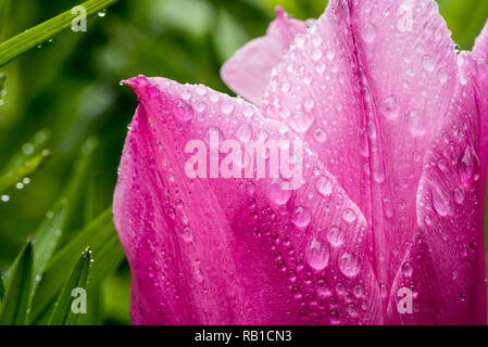 section of a pink tulip with rain drops o it Stock Photo