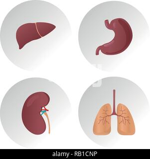 Human internal organs flat vector icons. Set of vital organs, illustration of lungs, liver, stomach, kidney organ Stock Vector