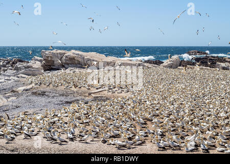 Bird Island Nature Reserve in Lambert's Bay West Coast South Africa with flock of birds on the rocky beach next to ocean Stock Photo
