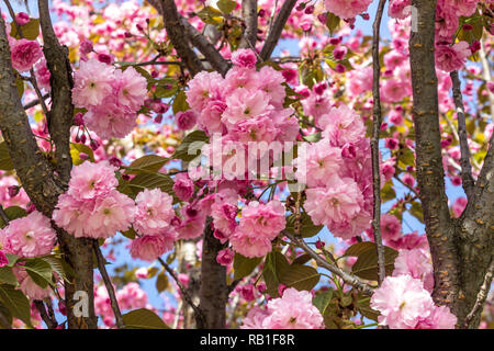 Beautiful cherry blossoms of sakura, background. Floral spring background. Cherry tree sakura in bloom on a spring warm and sunny afternoon.
