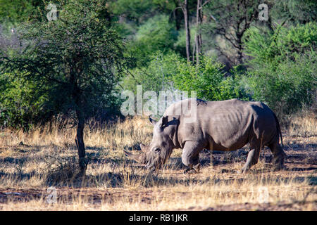 White rhinoceros or square-lipped rhinoceros (Ceratotherium simum) - Okonjima Nature Reserve, Namibia, Africa Stock Photo