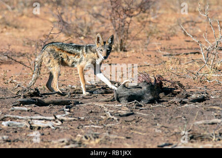 Black-backed jackal (Canis mesomelas) feeding on dead warthog - Okonjima Nature Reserve, Namibia, Africa Stock Photo