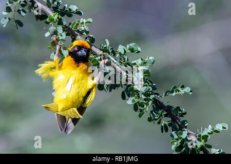 Male Southern masked weaver (Ploceus velatus), or African masked weaver - Okonjima Nature Reserve, Namibia, Africa Stock Photo