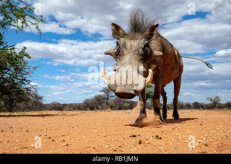 Common warthog (Phacochoerus africanus) - Okonjima Nature Reserve, Namibia, Africa Stock Photo