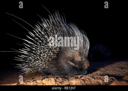 Cape porcupine or South African porcupine (Hystrix africaeaustralis) - Okonjima Nature Reserve, Namibia, Africa Stock Photo