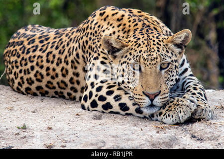 Leopard (Panthera pardus) - Okonjima Nature Reserve, Namibia, Africa Stock Photo