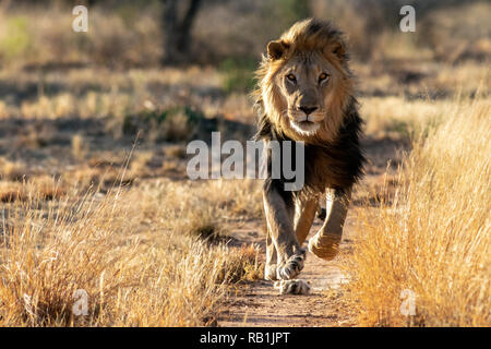 African Lion (Panthera leo) [Captive] - AfriCat Foundation, Okonjima Nature Reserve, Namibia, Africa Stock Photo