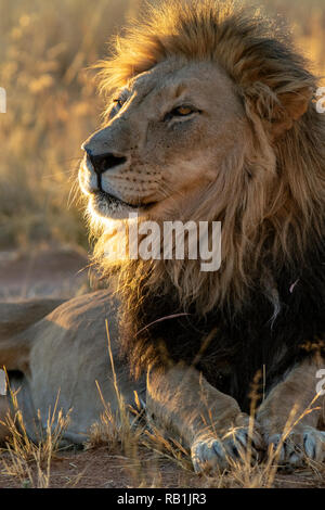 African Lion (Panthera leo) [Captive] - AfriCat Foundation, Okonjima Nature Reserve, Namibia, Africa Stock Photo