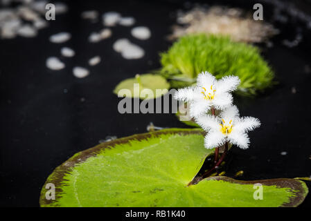 DECORATION NENUPHAR PONDOLILY BLANC