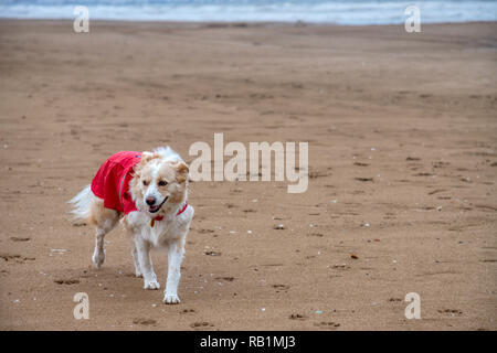 A blonde border collie mix dog in a bright red raincoat on the beach near the sea on a cloudy, rainy day walking on the brown sand Stock Photo