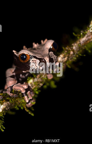 Spiny-headed tree frog, Costa Rica rainforest Stock Photo