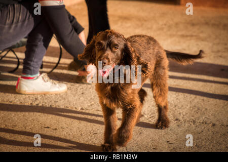 A brown spaniel dog moving towards the camera in a barn setting with a horse and human foot/leg in the background and the light of sunset Stock Photo