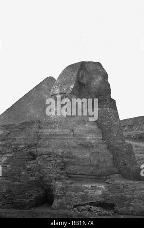 1950s, Egypt, a view of the Great Sphinx in the desert at Giza with Great pyramid behind. Seen at this time is the altered profile of the ancient sphinx which was due to the concrete repair below the neck added in the 1930s because of the erosion that had taken place.  A statue carved from limestone rock, a sphinx depicts a mythical creature, with the body of a lion and the head of a human. Stock Photo