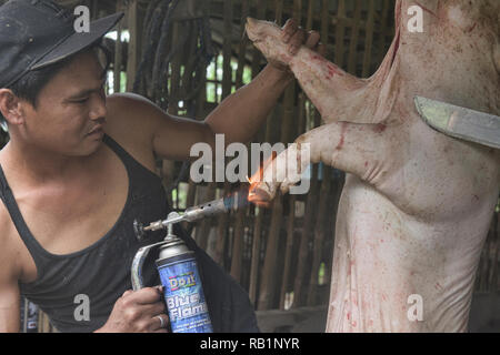 Preparing Lechón, an entire roast pig, here being cleaned in preparation for cooking, Luzon, Philippines Stock Photo