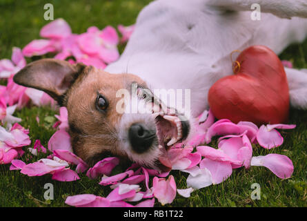 Romantic concept for Valentine's day with red heart and dog on roses petals Stock Photo