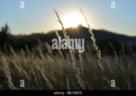 Summer grasses glowing in setting sun over butte. Stock Photo