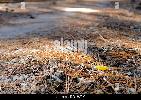 Empty fired 12-gauge shotgun shell on the ground with dry pine needles at the Sam Houston National Forest in Texas, USA. Stock Photo