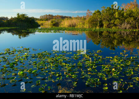 Tamiami Canal, Everglades and Francis S. Taylor Wildlife Management Area, Florida Stock Photo