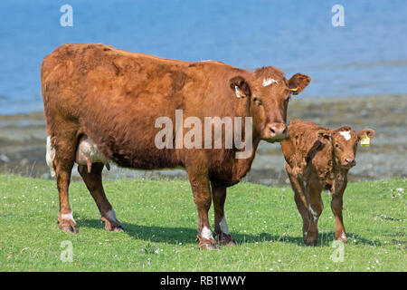 Cow and calf. Members of a suckler herd of cattle. The Isle of Mull. The inner Hebrides. West coast of Scotland. Stock Photo