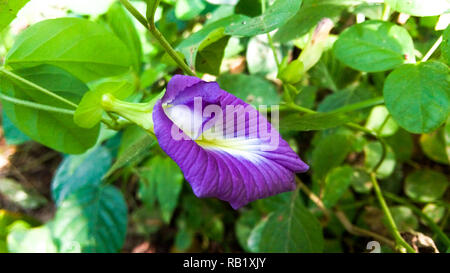Asian pigeonwings flower with leaves Stock Photo