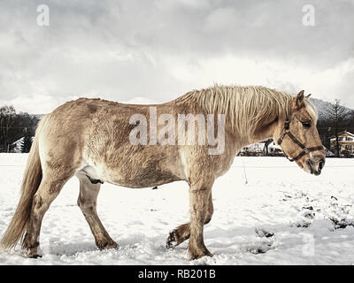 Beautiful horse isabella walk and dig with hoof in wet snow. Meadow with horses cover first snow. Stock Photo