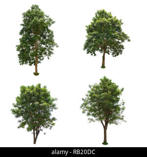 Set of The Trees isolated on a white background, Trees for design or decorate work. Stock Photo
