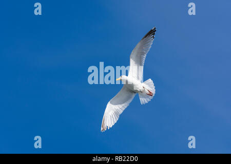 Silver gull in flight, North sea, Netherlands Stock Photo