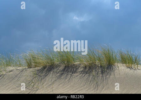 Sand dune with beach grass on the beach, Noordwijk aan Zee, North sea, South Holland, Netherlands Stock Photo