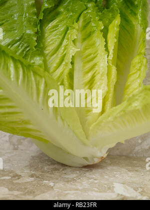 Romaine hearts (cos lettuce) vegetable food still life photograph on marble background Stock Photo