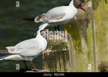 Two Black-headed Gulls perched on wooden posts. Stock Photo