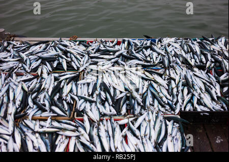 Fresh fish in boxes Stock Photo