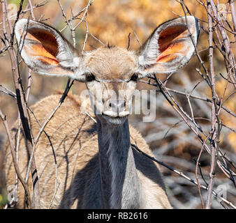 Portrait of a female Kudu in Southern African savanna