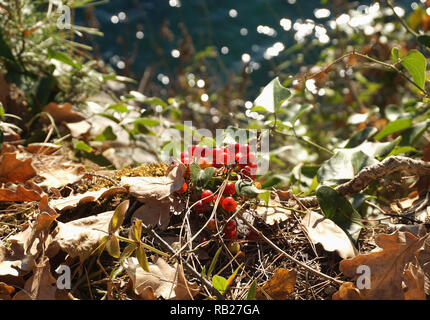 Poisonous berries of Black Bryony Dioscorea communis or Tamus Communis seeds in the bush near the sea Stock Photo