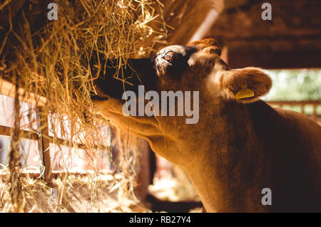 Cow eating hay within a barn with sunlight coming through the windows Stock Photo